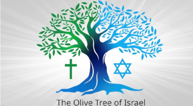 Olive Tree of Israel